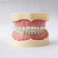 28 pcs Dentes Preto FDental Modelo Anatômico para o Ensino Da Escola 13006, Dentes de Substituição Siut para Frasaco Jaw